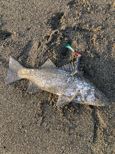 セイゴ（ヒラスズキ）の釣果