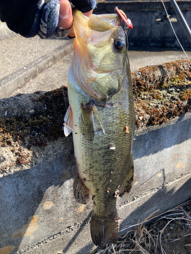 コイの釣果