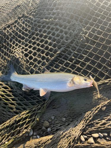 ウグイの釣果