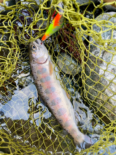 アマゴの釣果