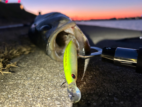 シーバスの釣果