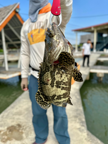 ハタの釣果