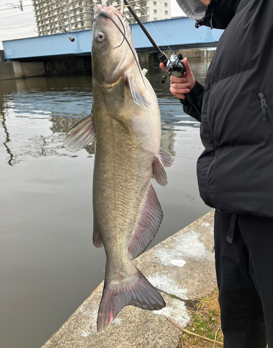 アメリカナマズの釣果