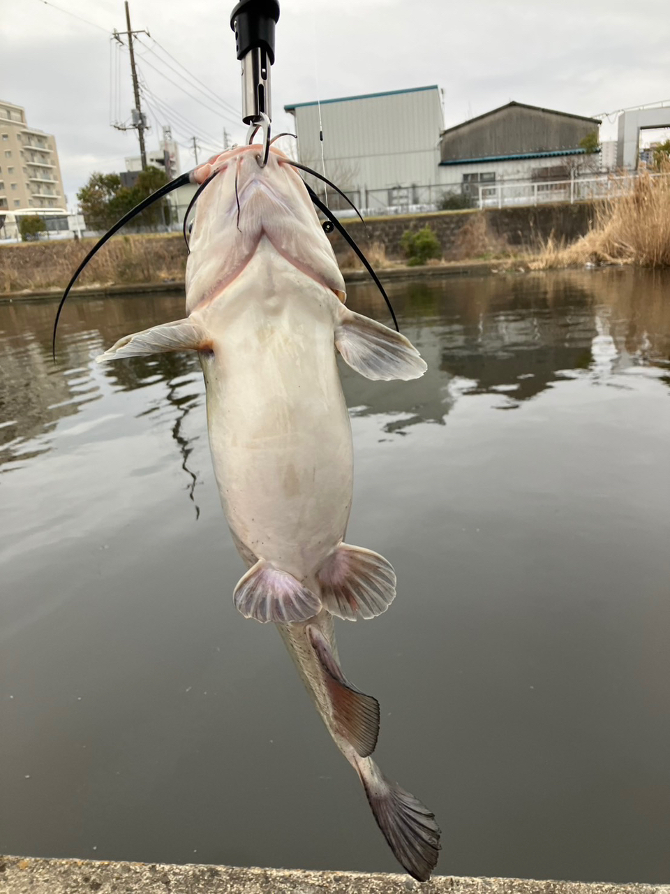 アメリカナマズ