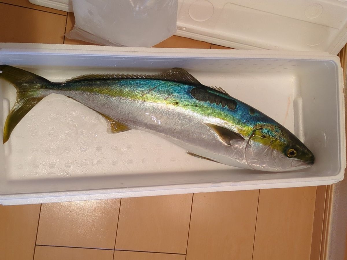 沖縄大好きナースさんの釣果 2枚目の画像