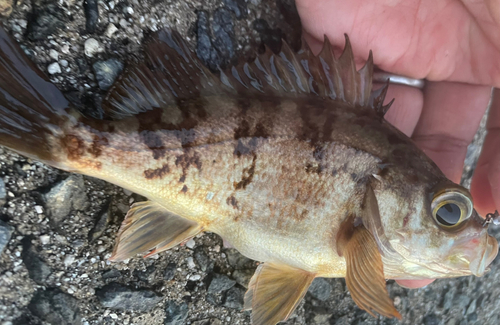 メバルの釣果