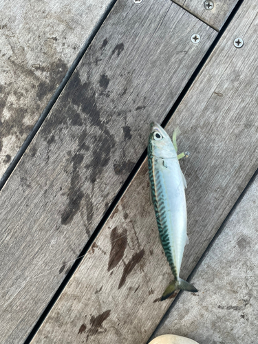 マサバの釣果