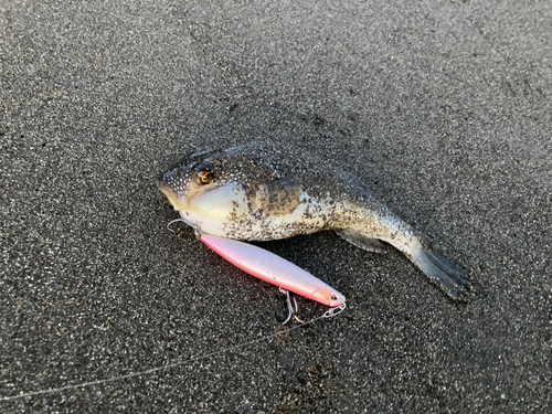 ショウサイフグの釣果