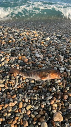 アイナメの釣果