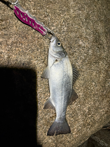 フッコ（ヒラスズキ）の釣果