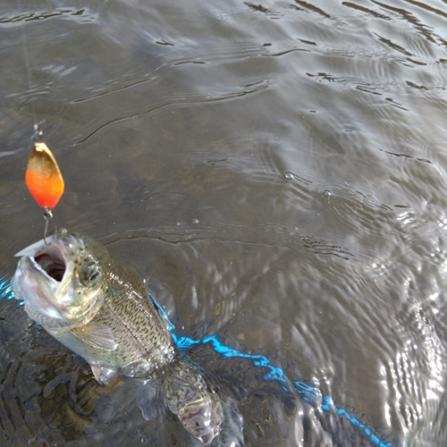 ニジマスの釣果