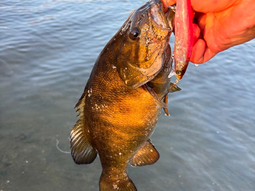 スモールマウスバスの釣果