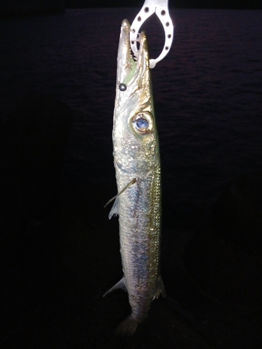 カマスの釣果