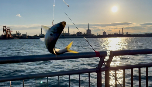 コノシロの釣果