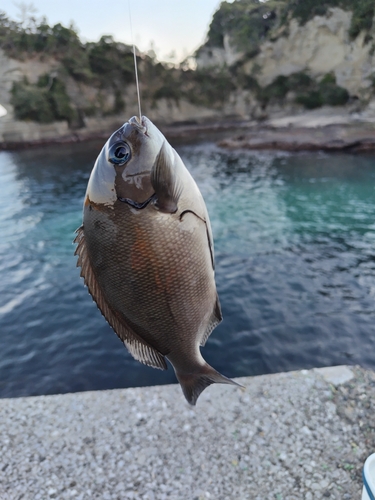 メジナの釣果