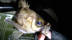 シロメバルの釣果