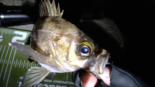 シロメバルの釣果