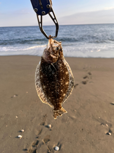 ソゲの釣果