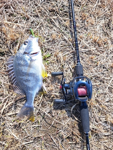 キビレの釣果