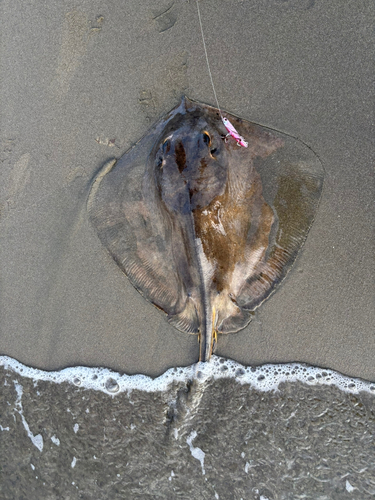 アカエイの釣果