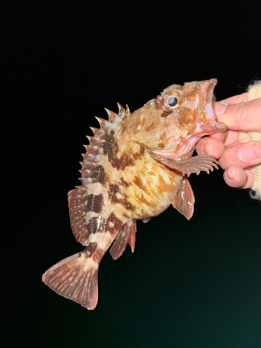 カサゴの釣果