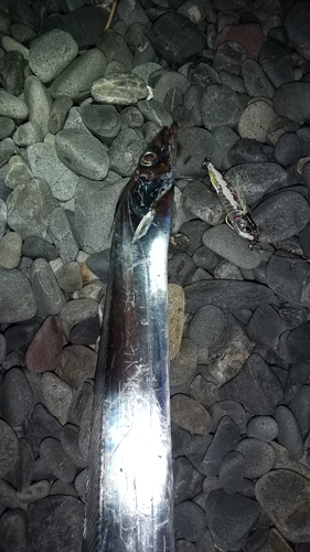 タチウオの釣果