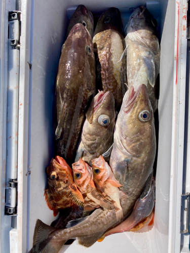 マダラの釣果