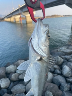 セイゴ（マルスズキ）の釣果