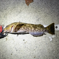 アイナメの釣果