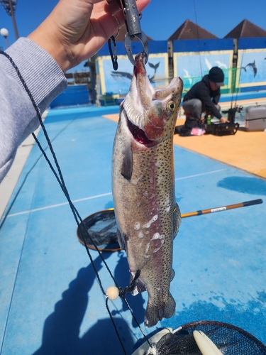 ニジマスの釣果