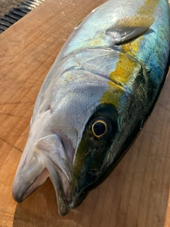 ヒラマサの釣果
