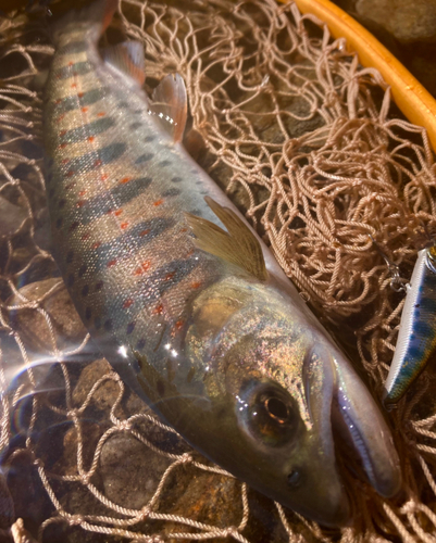 アマゴの釣果