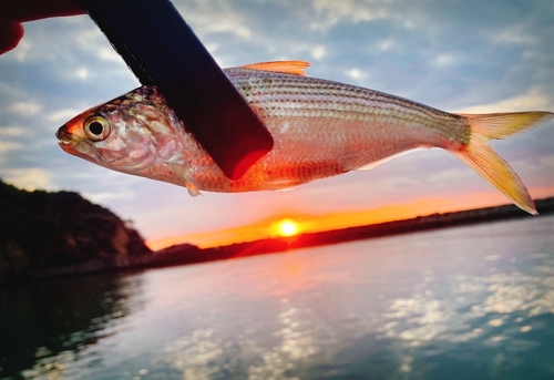 コノシロの釣果