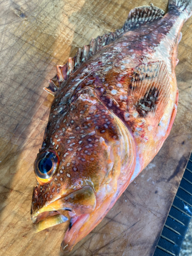 カサゴの釣果