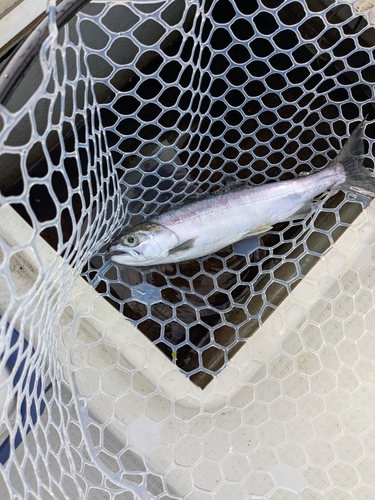 ヒメマスの釣果