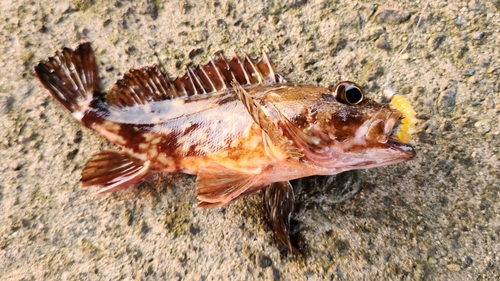 カサゴの釣果