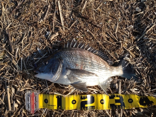 クロダイの釣果