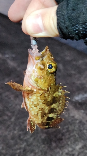 カサゴの釣果