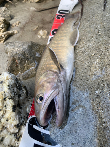 イワナの釣果