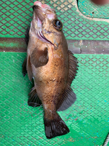 メバルの釣果