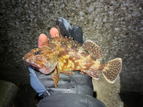 カサゴの釣果