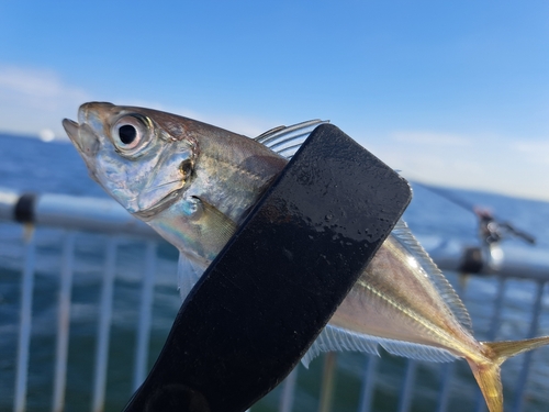 マアジの釣果