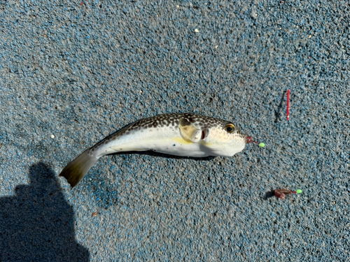 ショウサイフグの釣果