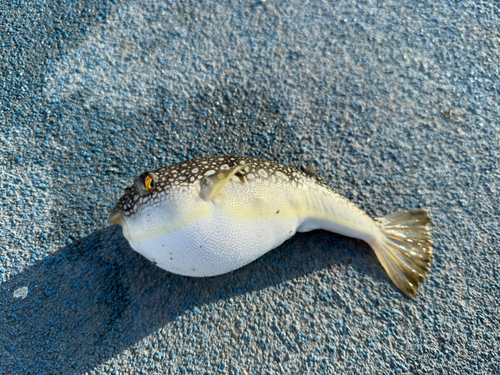 新地町海釣り公園