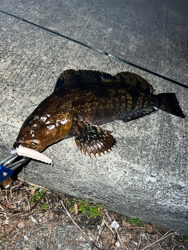 アイナメの釣果