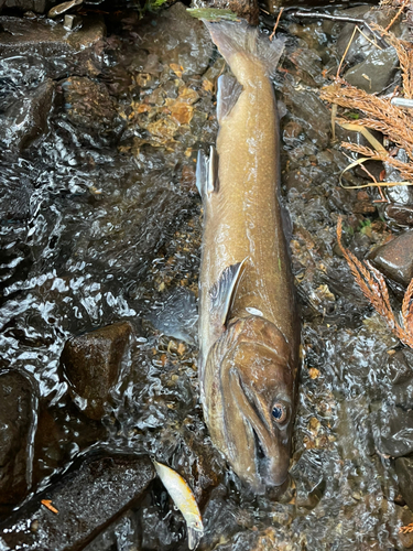 イワナの釣果