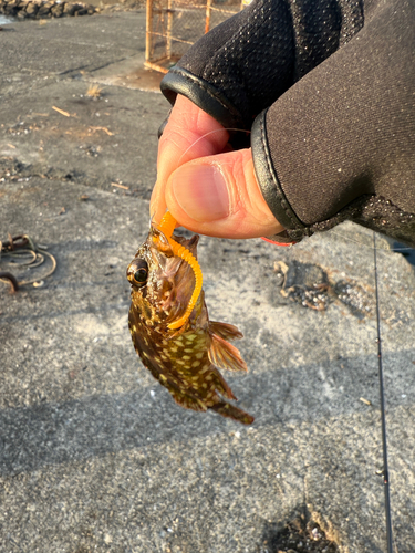 オオモンハタの釣果