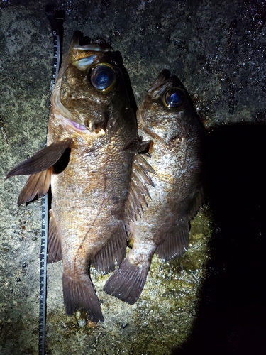 メバルの釣果