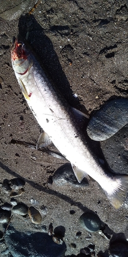 アメマスの釣果