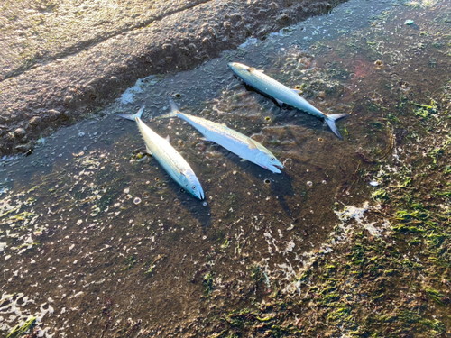 サゴシの釣果